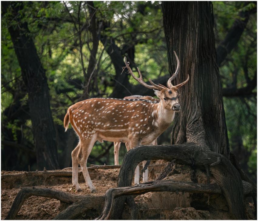 A spotted deer gracefully stands amidst the lush g