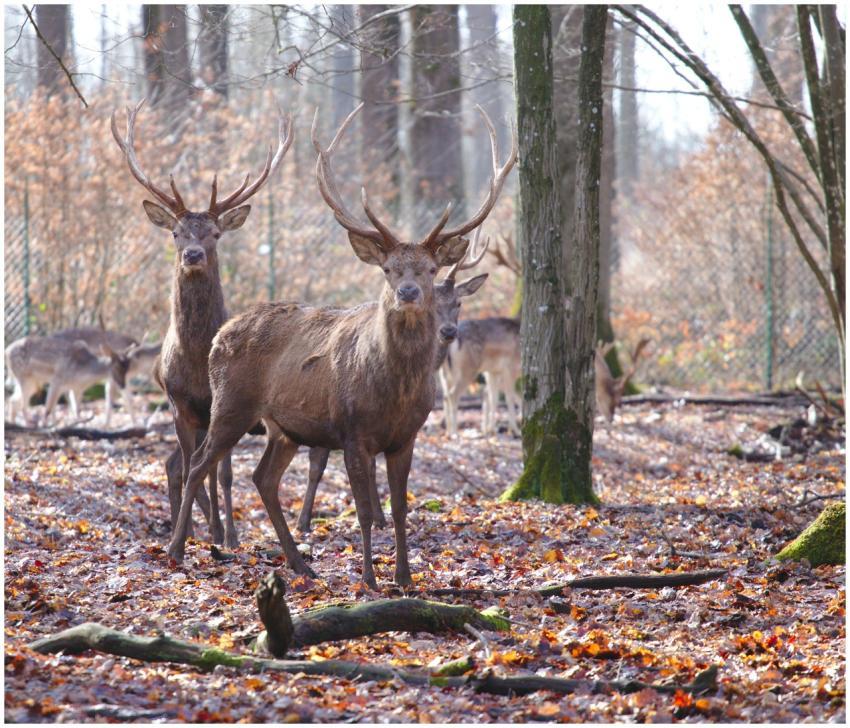 A group of red deer stags with antlers in an autum