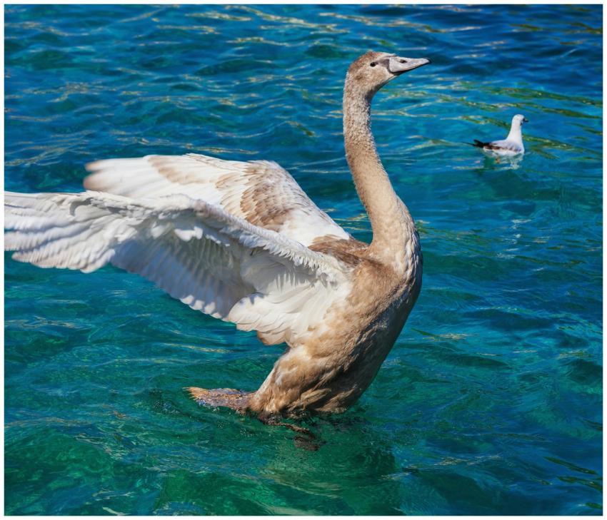 A young swan spreading its wings on a vibrant lake