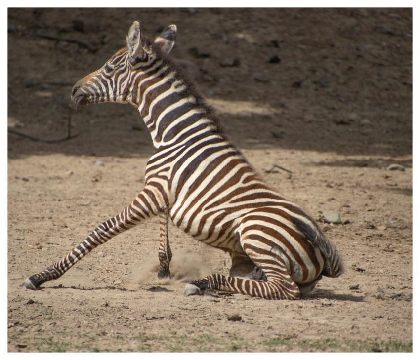Zebra Animal Mammal Fauna