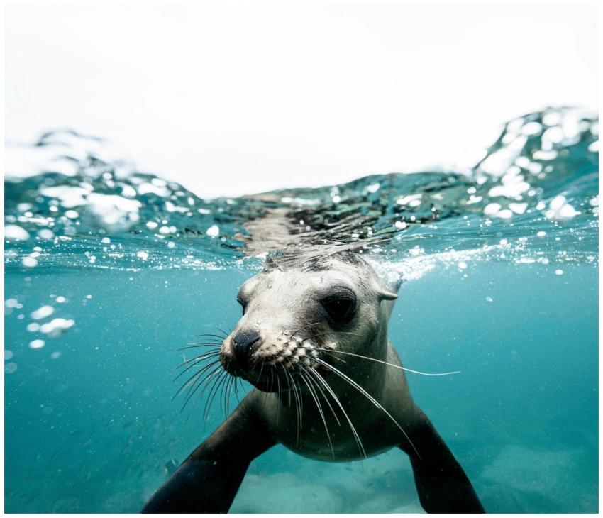 Charming wild seal baby swimming in blue clear rip