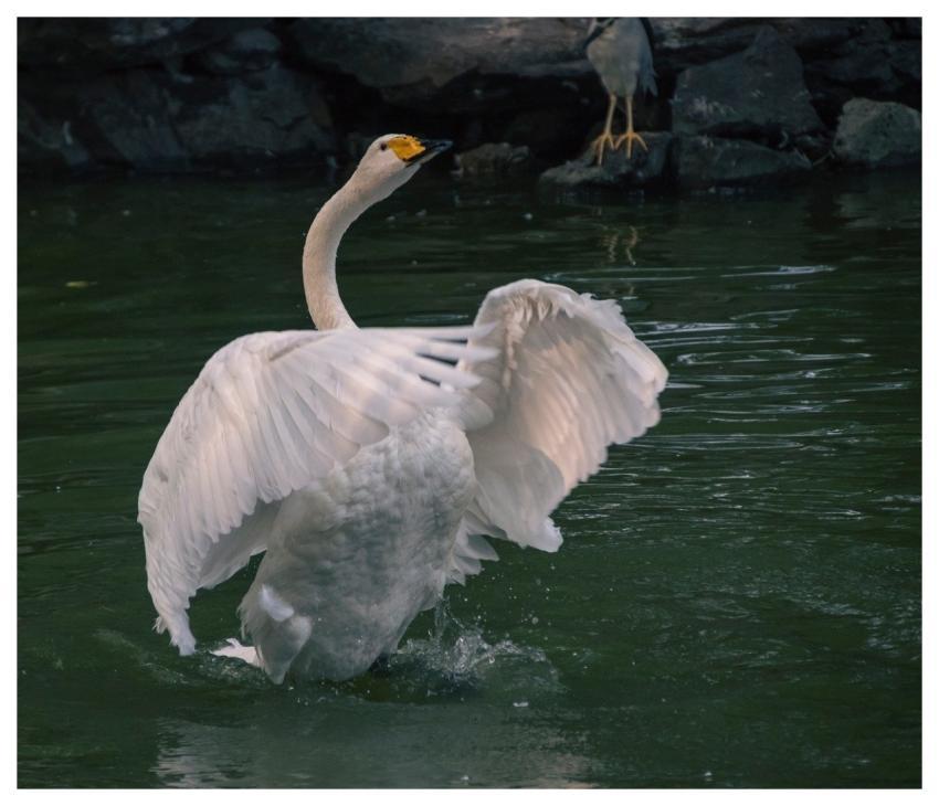 Swan Bird Feathers Waterfowl