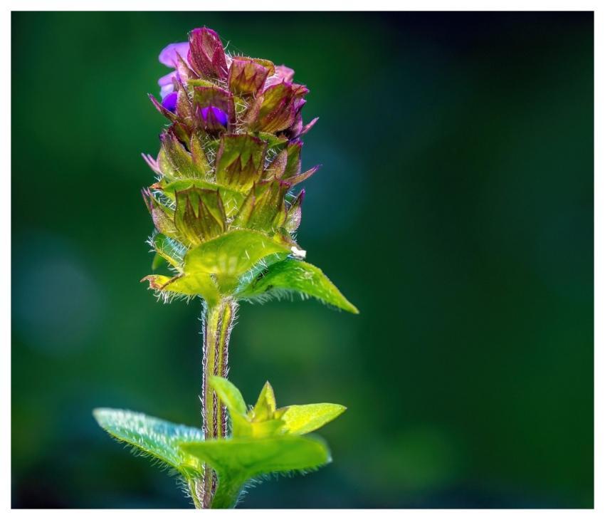 Braunelle Flower Nature Wild Plant