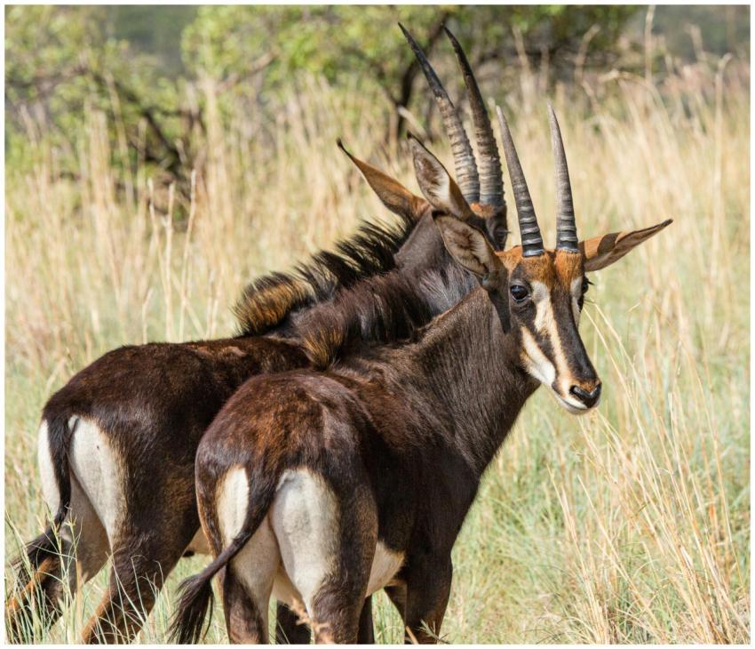 Two sable antelopes in the wild, showcasing their