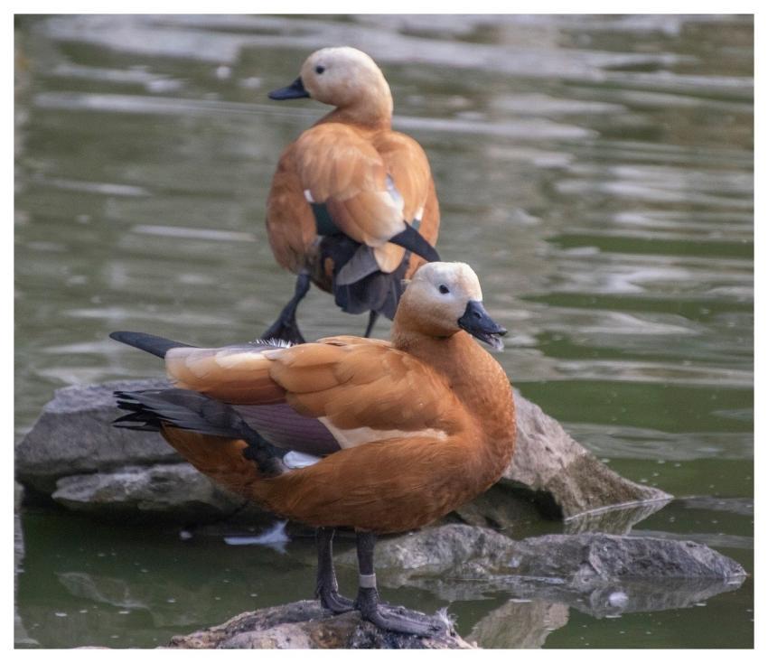 Duck Birds Waterfowl Ornithology