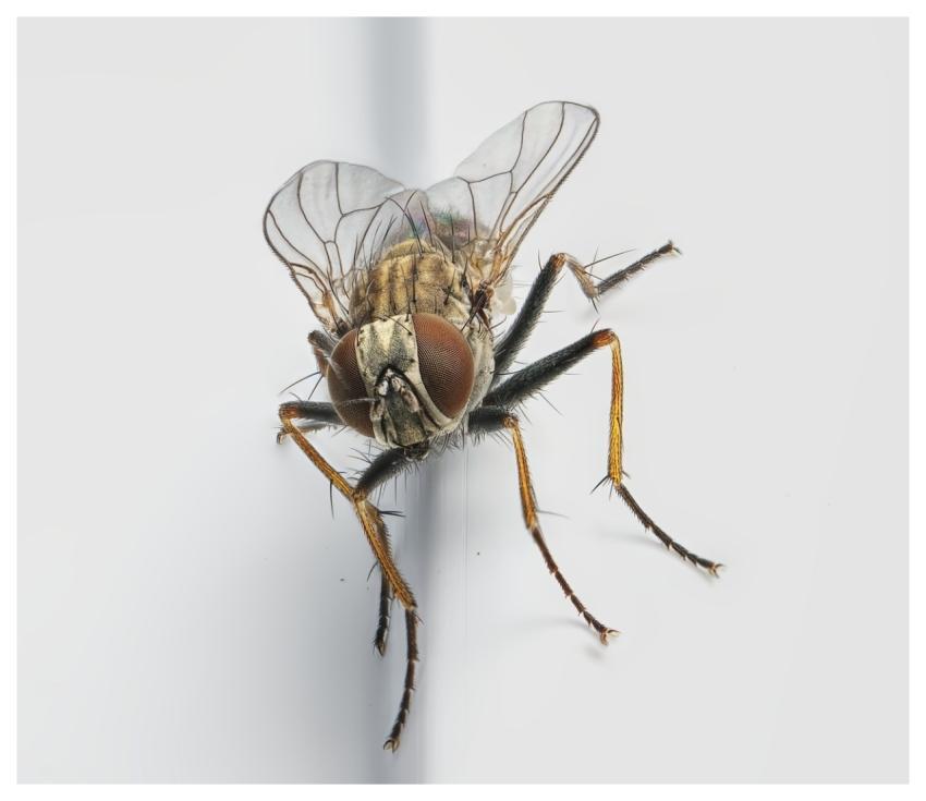 Fly Macro Wildlife Wing