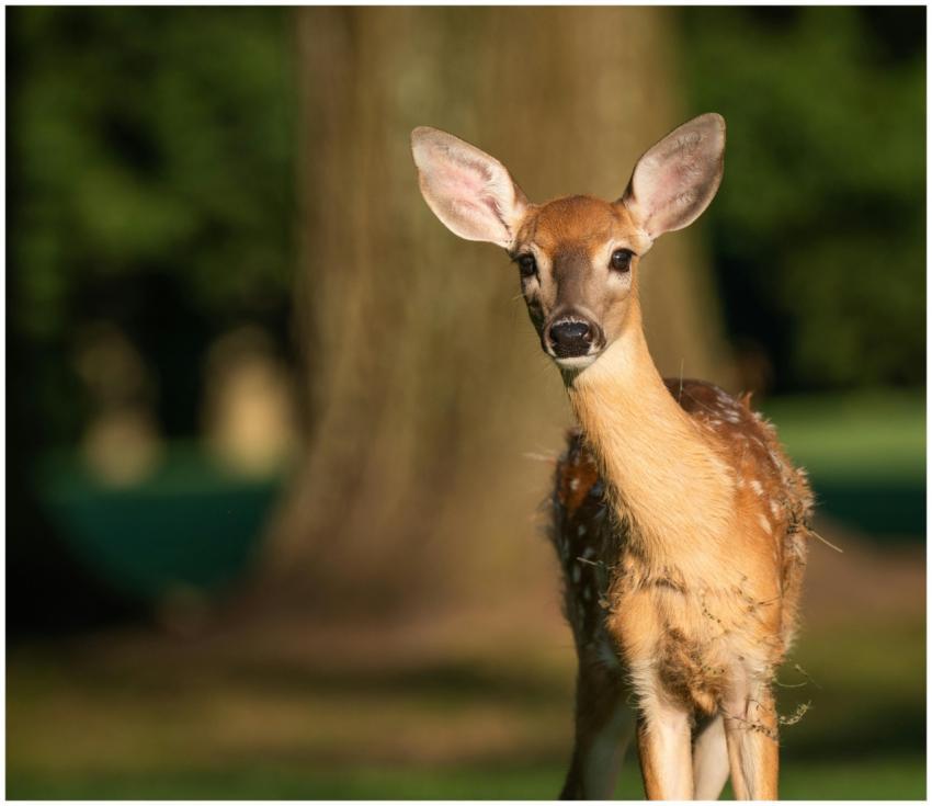 A young white-tailed deer fawn stands alert in a s
