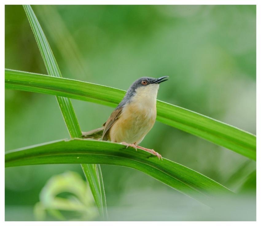 Ashy Prinia Prinia Bird Nature