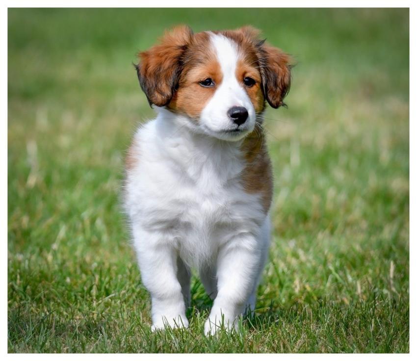 Dog Puppy Pet Nature