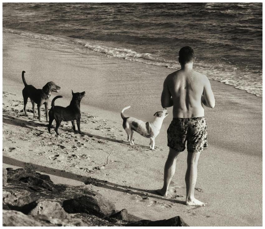A man with dogs enjoys a peaceful walk on the beac