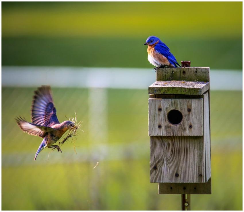 A pair of Eastern Bluebirds interacting near a woo