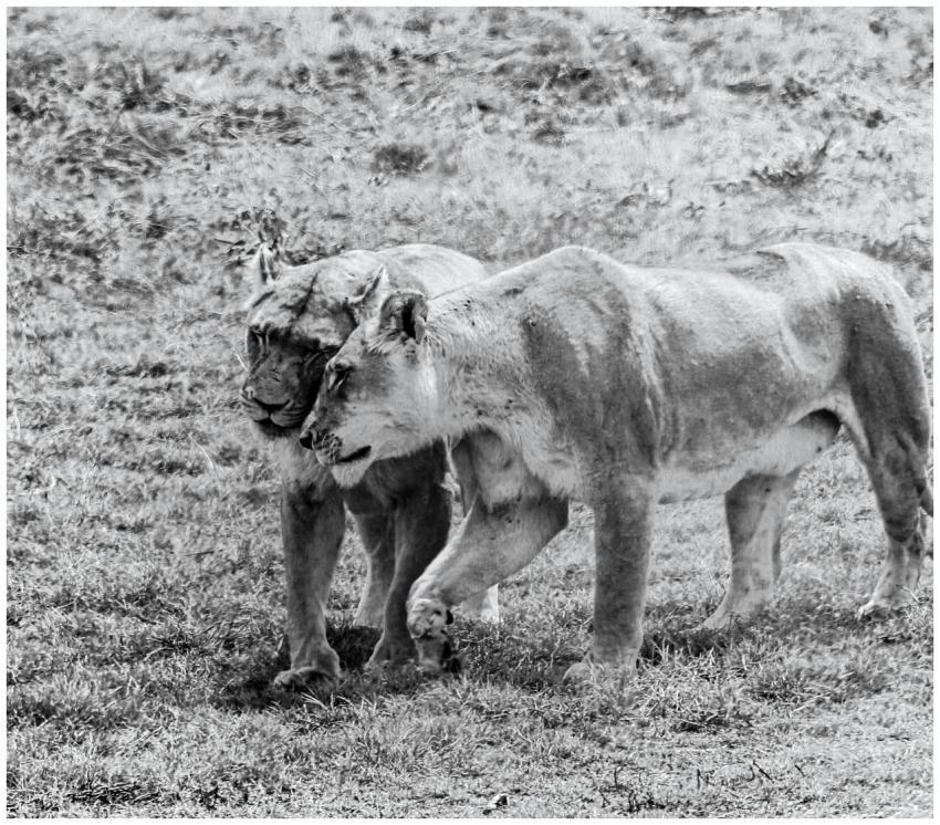 Black and white image of two lionesses bonding in