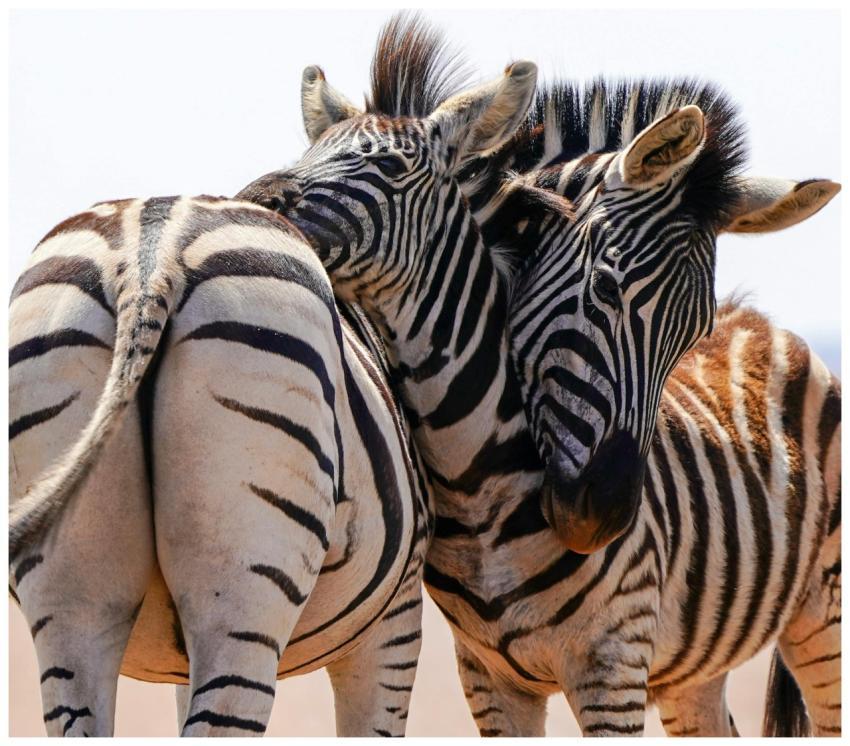 A detailed capture of zebras socializing in a natu