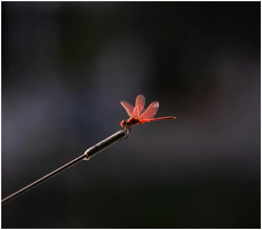 Close-up of a vibrant red dragonfly perched on a m