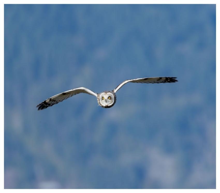 Short-Eared Owl Owl Bird Nature