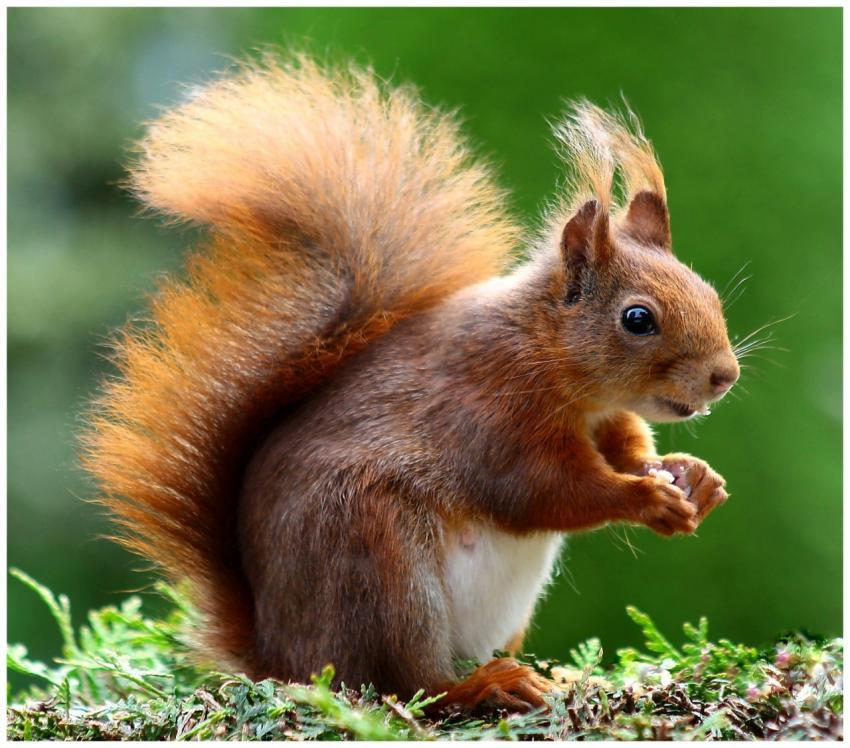Close-up of a charming red squirrel in natural hab