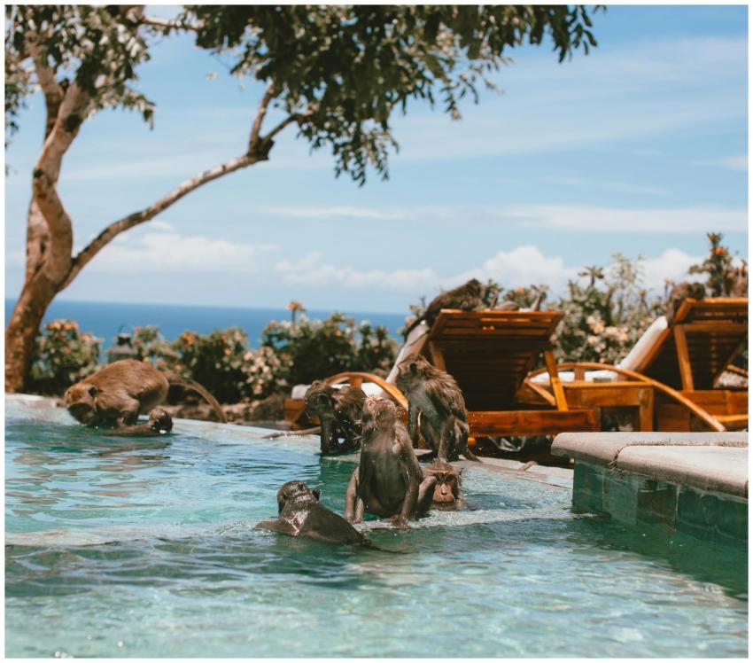 A group of monkeys enjoying a sunny day at a pools