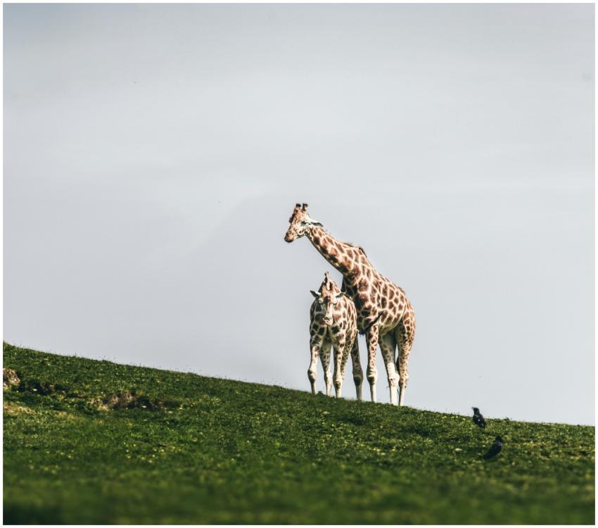 A beautiful scene of two giraffes walking on a lus