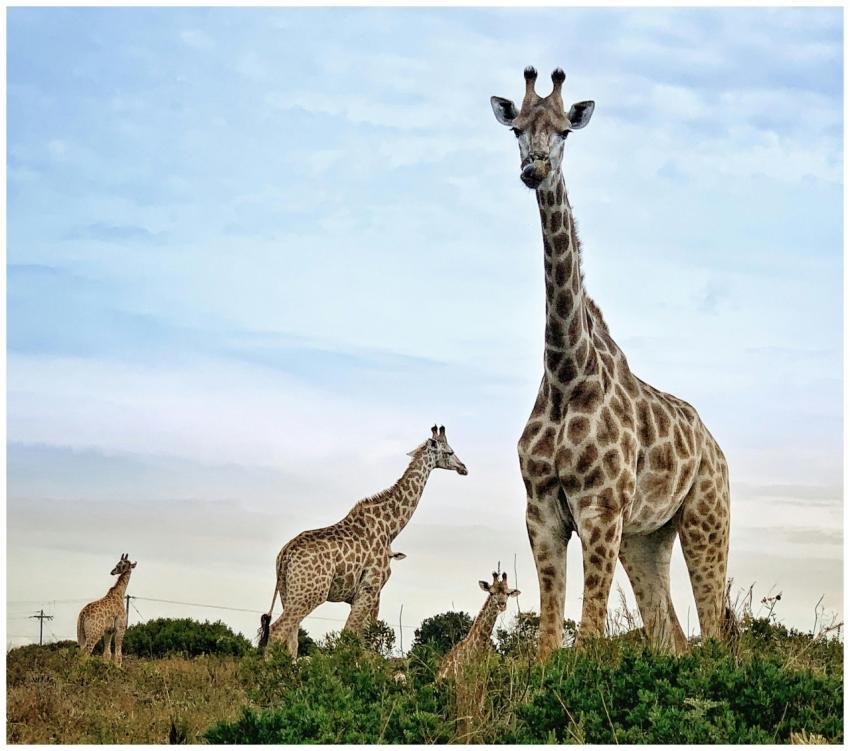 A group of giraffes stand tall in the open savanna