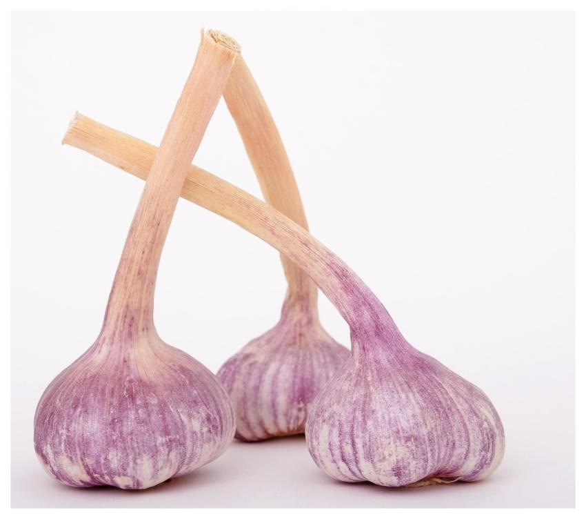 Bulbs Garlic Spices Herbs