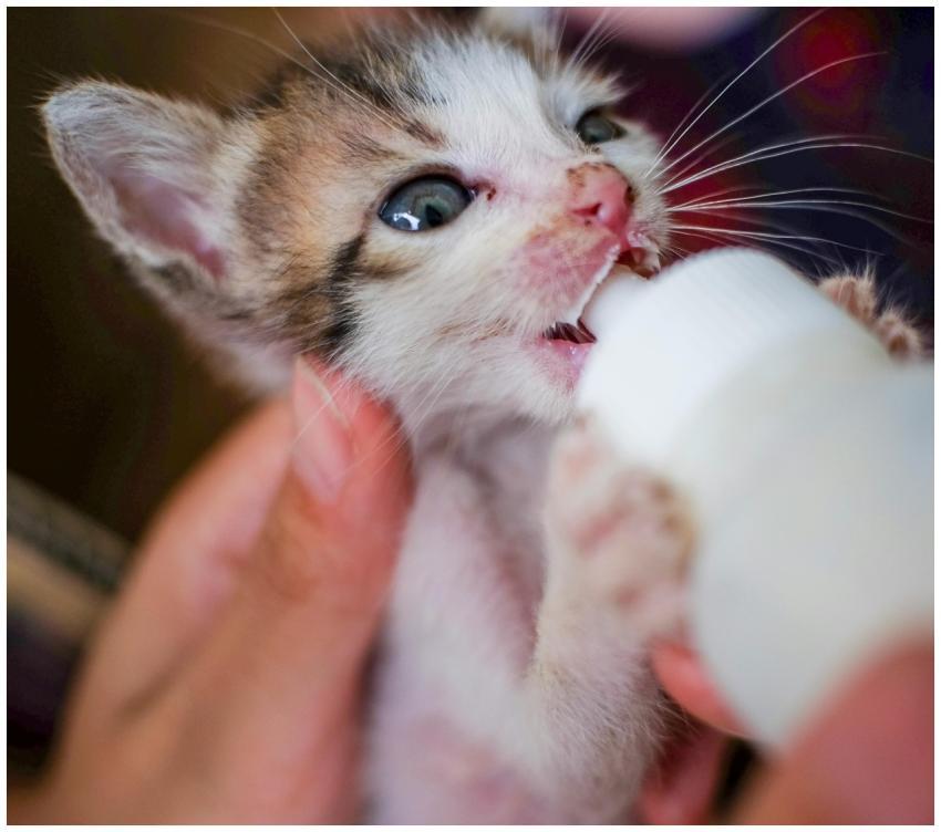 Free stock photo of animal, animals, baby