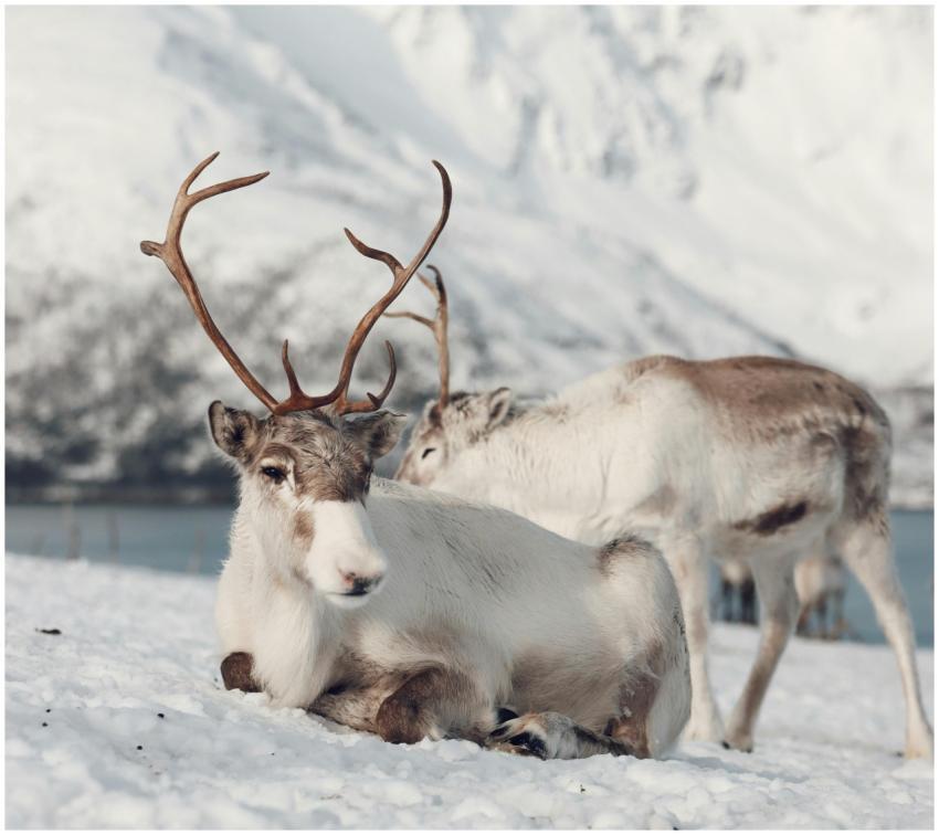 A serene image of reindeer resting in the snowy la