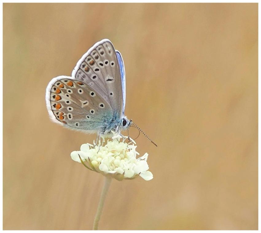 Macro photo of a butterfly resting on a wildflower