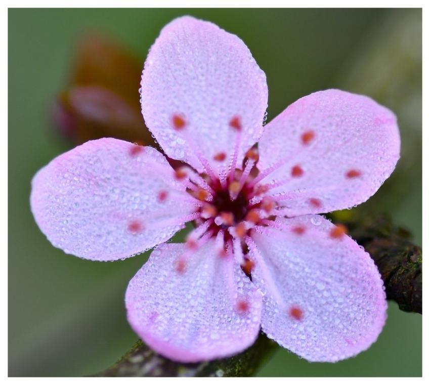 Cherry Flower Macro Flora Petals