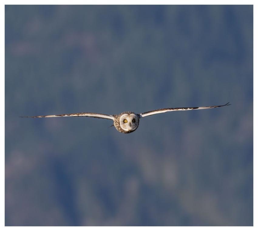 Short-Eared Owl Owl Bird Nature