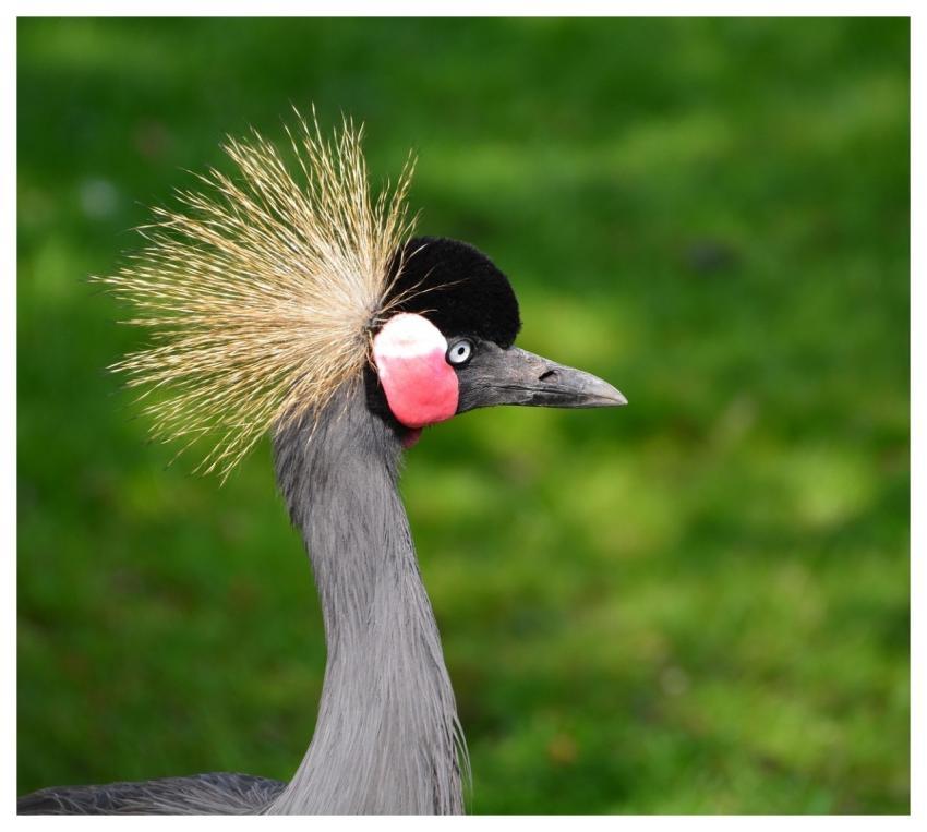 Grey Crowned Crane Bird Animal Beak