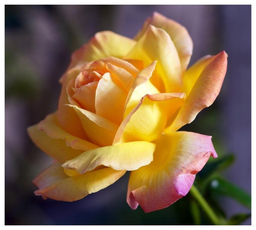 Rose Blossom Bloom Flower