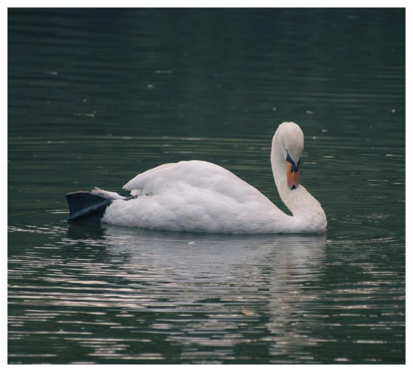 Swan Bird Pond White