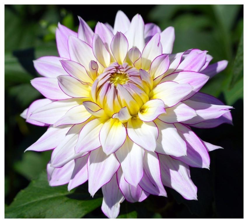 Dahlia Flower Wallpaper Nature Blossom