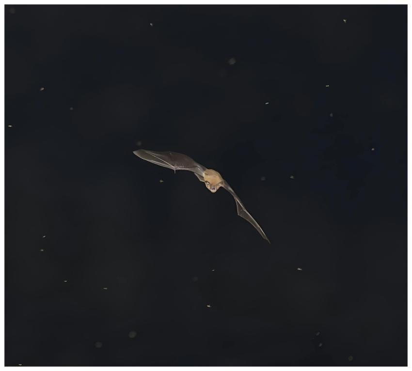 A bat gracefully soars through the night sky in Vi