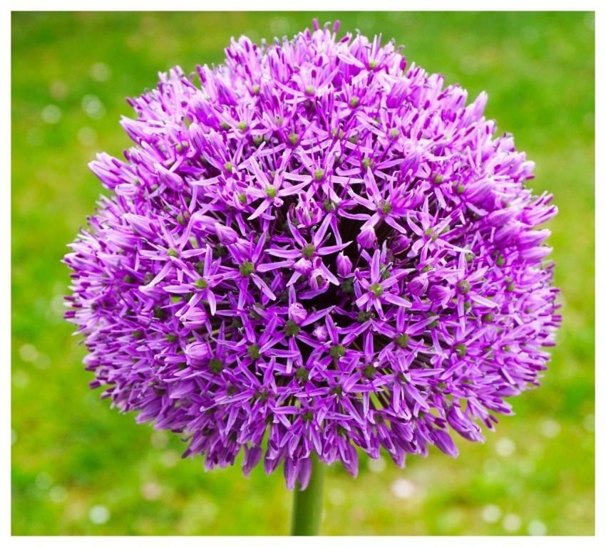 Ornamental Onion Ball Leek Nature Blossom