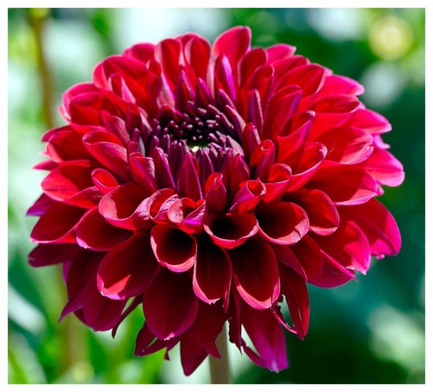 Dahlia Nature Blossom Bloom