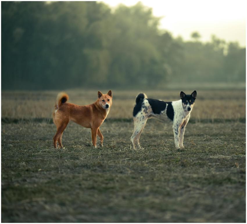 Two dogs standing on a grassy field with a forest