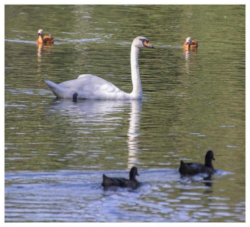 Swan Bird Animal Water