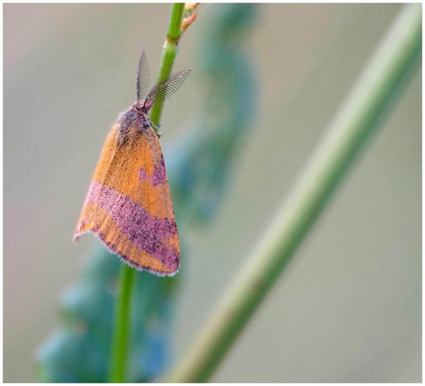 Detailed view of a colorful moth perched on a plan