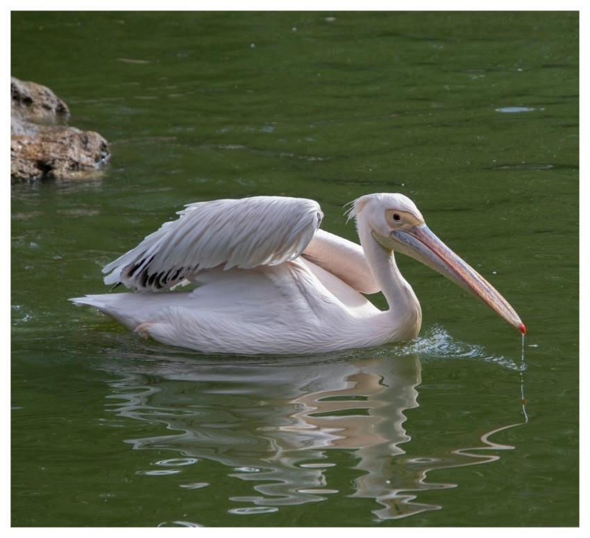 Pelican Bird Animal Feathers