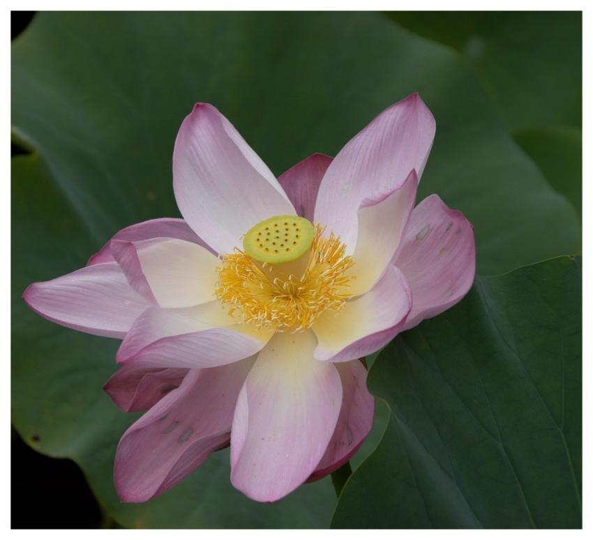 Lotus Flower Pond Plant