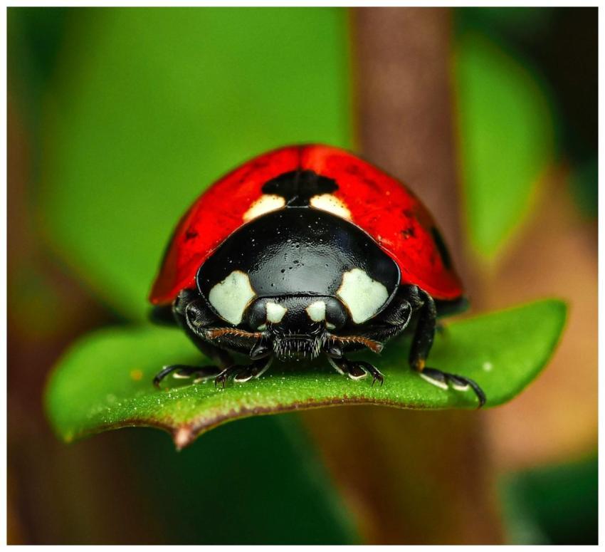 Detailed macro image of a vibrant ladybug resting