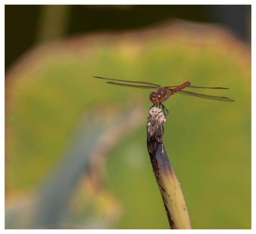 Dragonfly Insect Wings Entomology
