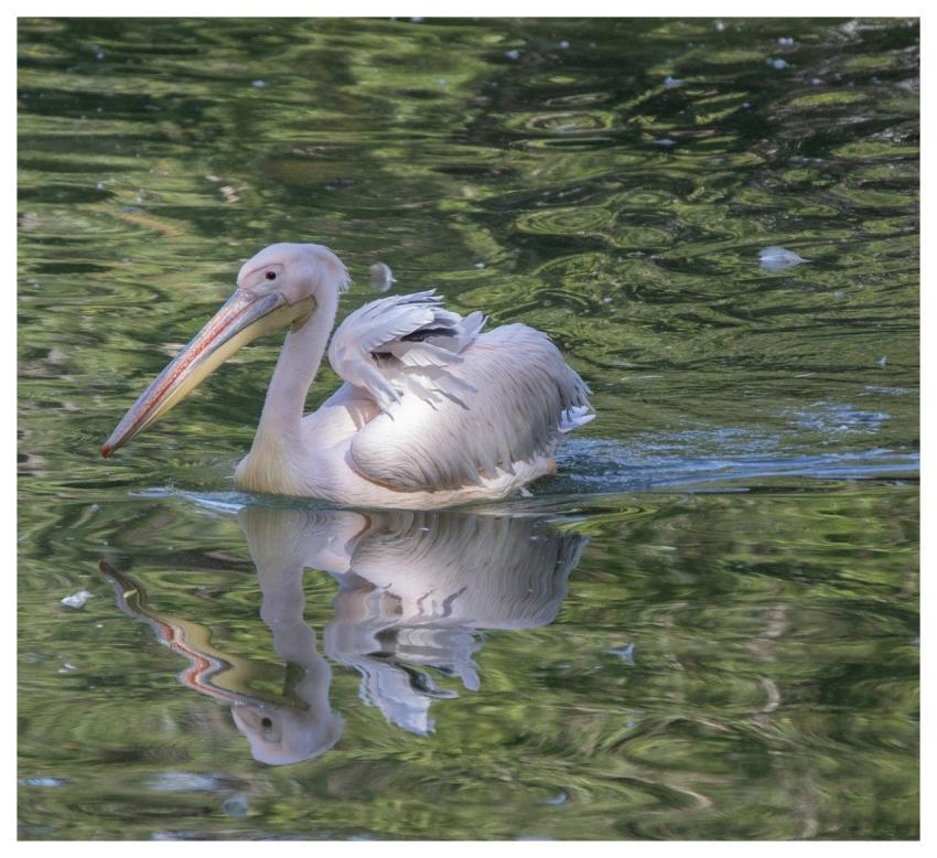 Pelican Bird Animal Plumage