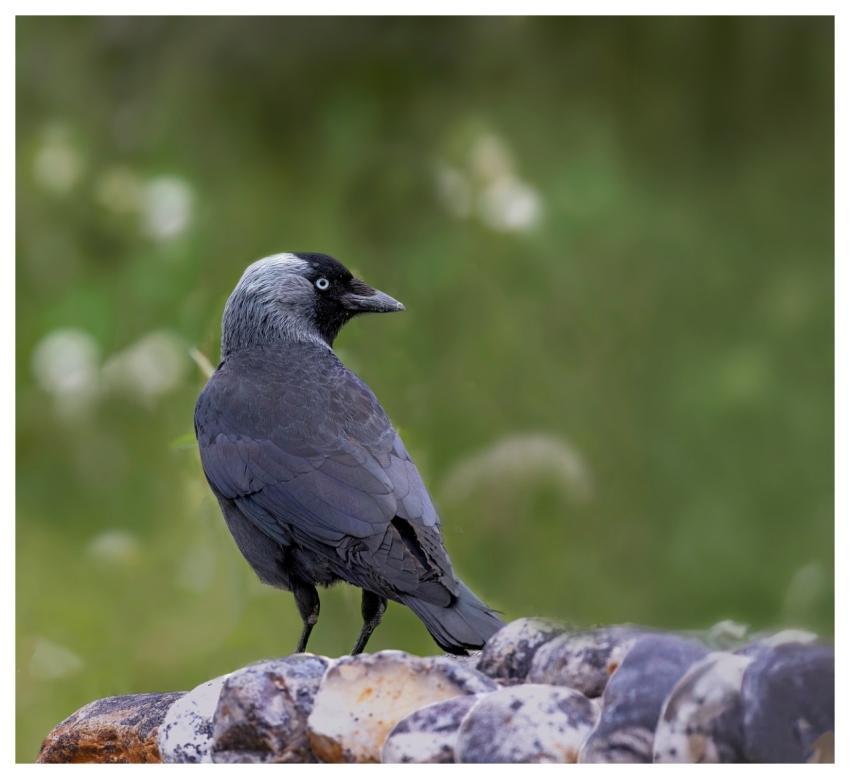 Jackdaw Bird Avian Ornithology
