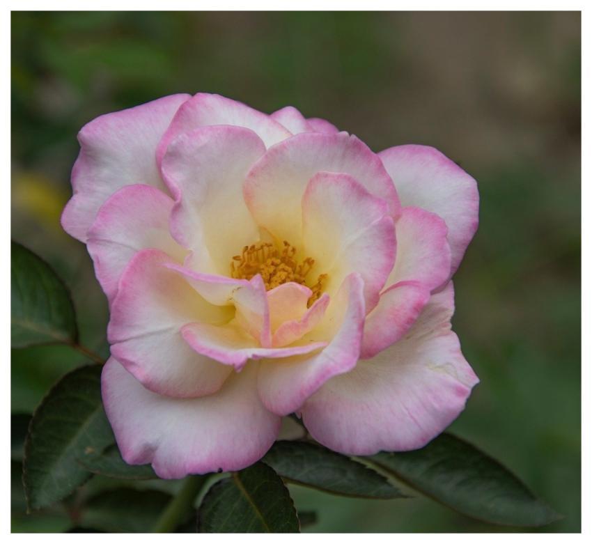 Rose Bloom Blossom Flower