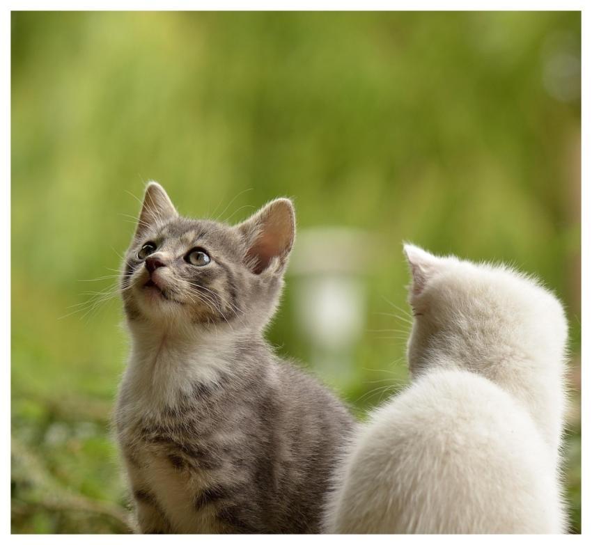 Kittens Felines Pets Young Animals