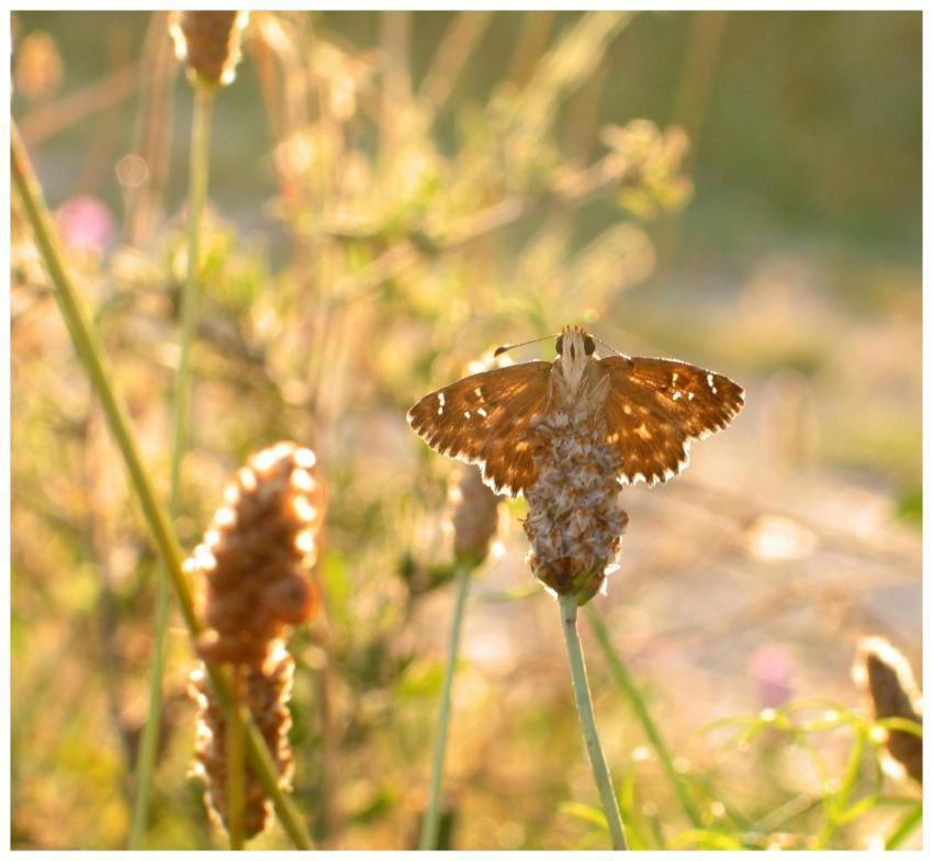 A stunning butterfly perched on a flower, basking