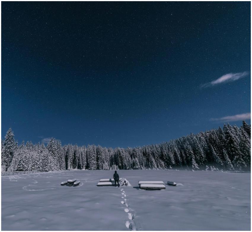 A peaceful winter night scene with snowy trees and