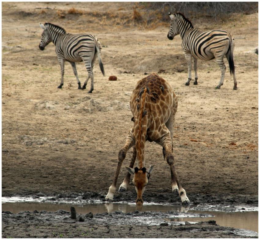 A giraffe drinks from a waterhole with zebras near